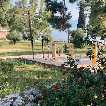 Eucalyptus Sea View *